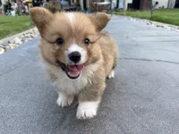 Toby fluffy puppy , a male Pembroke Welsh Corgi for sale in Yorba Linda, CA – 1 of 10