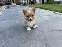 Toby, a male Pembroke Welsh Corgi for sale in Yorba Linda, CA – 8 of 9
