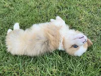 Candy fluffy corgi, a female Pembroke Welsh Corgi for sale in Yorba Linda, CA – 3 of 4