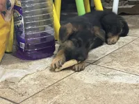 Noname, a male German Shepherd Dog for sale in Fontana, CA – 2 of 3