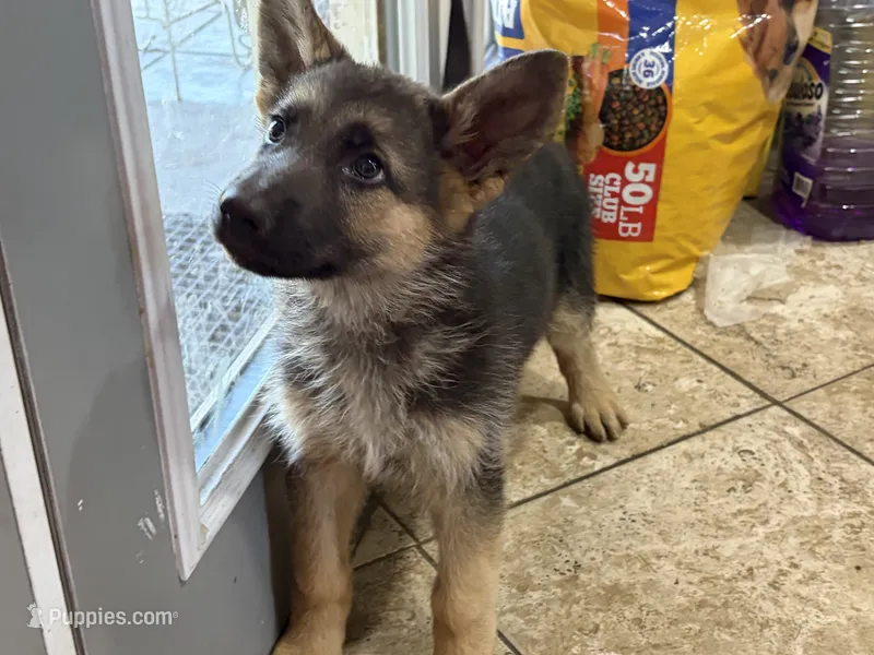Unamed – German Shepherd Dog puppy for sale in Fontana, CA