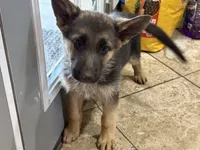 Unamed, a female German Shepherd Dog for sale in Fontana, CA – 2 of 2
