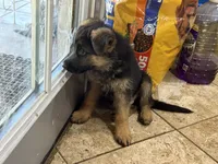 Noname, a male German Shepherd Dog for sale in Fontana, CA – 3 of 3
