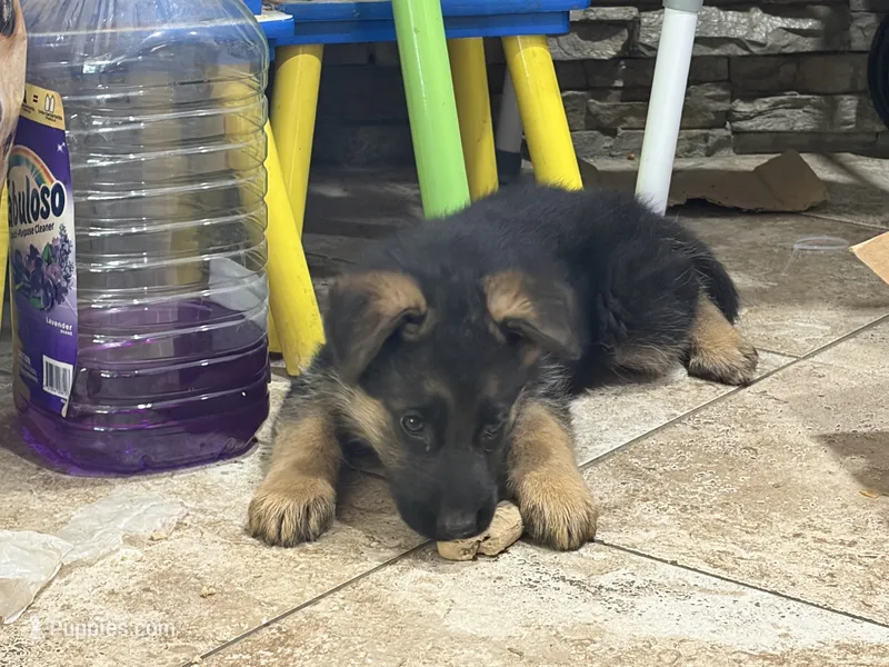 Noname – German Shepherd Dog puppy for sale in Fontana, CA