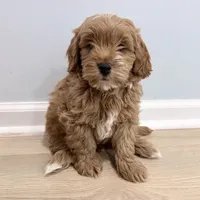 Ollie (Petite Goldendoodle Boy), a male Miniature Goldendoodle for sale in Louisville, KY – 4 of 7