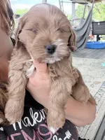 Joshi (Petite Goldendoodle Boy), a male Miniature Goldendoodle for sale in Louisville, KY – 3 of 7
