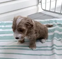 Adalee (Petite Goldendoodle Girl), a female Miniature Goldendoodle for sale in Louisville, KY – 4 of 10