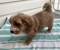 Adalee (Petite Goldendoodle Girl), a female Miniature Goldendoodle for sale in Louisville, KY – 10 of 10