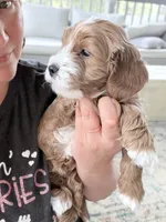 Ez-Zee Dee (Petite Goldendoodle boy), a male Miniature Goldendoodle for sale in Louisville, KY – 2 of 7