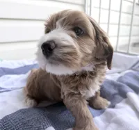 Adalee (Petite Goldendoodle Girl), a female Miniature Goldendoodle for sale in Louisville, KY – 2 of 10