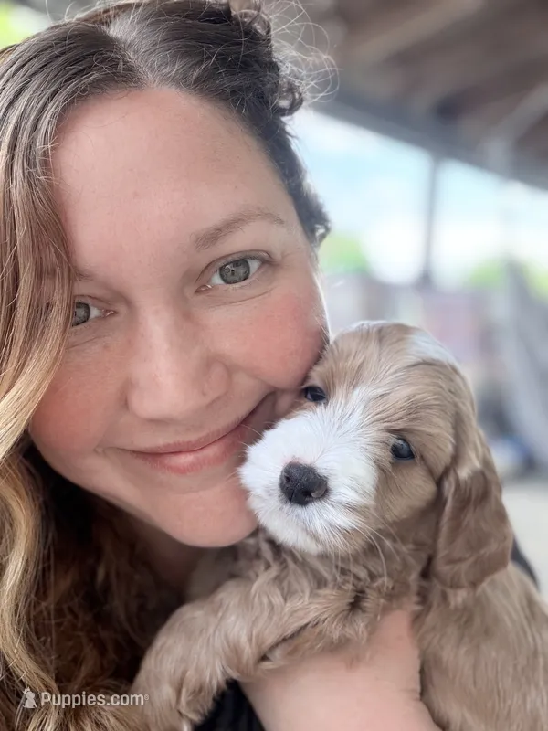 Adalee (Petite Goldendoodle Girl) – Miniature Goldendoodle puppy for sale in Louisville, KY