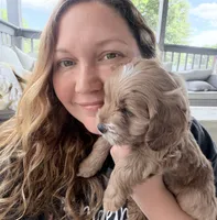 Joshi (Petite Goldendoodle Boy), a male Miniature Goldendoodle for sale in Louisville, KY – 7 of 7