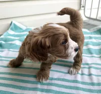 Adalee (Petite Goldendoodle Girl), a female Miniature Goldendoodle for sale in Louisville, KY – 7 of 10