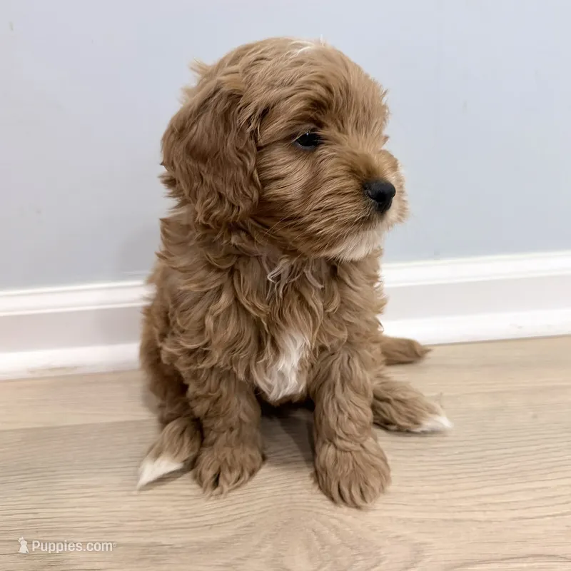 Ollie (Petite Goldendoodle Boy) – Miniature Goldendoodle puppy for sale in Louisville, KY