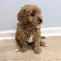 Ollie (Petite Goldendoodle Boy), a male Miniature Goldendoodle for sale in Louisville, KY – 1 of 7