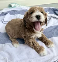 Ez-Zee Dee (Petite Goldendoodle boy), a male Miniature Goldendoodle for sale in Louisville, KY – 5 of 7
