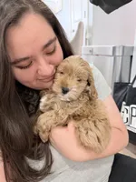 Ollie (Petite Goldendoodle Boy), a male Miniature Goldendoodle for sale in Louisville, KY – 5 of 7