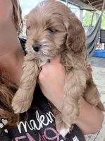 Joshi (Petite Goldendoodle Boy), a male Miniature Goldendoodle for sale in Louisville, KY – 2 of 7