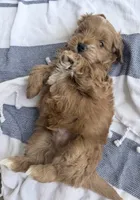 Joshi (Petite Goldendoodle Boy), a male Miniature Goldendoodle for sale in Louisville, KY – 4 of 7