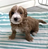 Adalee (Petite Goldendoodle Girl), a female Miniature Goldendoodle for sale in Louisville, KY – 5 of 10