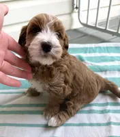 Adalee (Petite Goldendoodle Girl), a female Miniature Goldendoodle for sale in Louisville, KY – 3 of 10