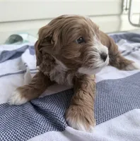 Ez-Zee Dee (Petite Goldendoodle boy), a male Miniature Goldendoodle for sale in Louisville, KY – 6 of 7