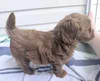 Joshi (Petite Goldendoodle Boy), a male Miniature Goldendoodle for sale in Louisville, KY – 5 of 7