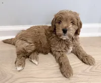 Ollie (Petite Goldendoodle Boy), a male Miniature Goldendoodle for sale in Louisville, KY – 3 of 7