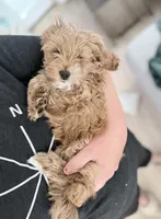 Ollie (Petite Goldendoodle Boy), a male Miniature Goldendoodle for sale in Louisville, KY – 6 of 7
