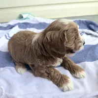 Ez-Zee Dee (Petite Goldendoodle boy), a male Miniature Goldendoodle for sale in Louisville, KY – 4 of 7