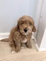 Ollie (Petite Goldendoodle Boy), a male Miniature Goldendoodle for sale in Louisville, KY – 2 of 7