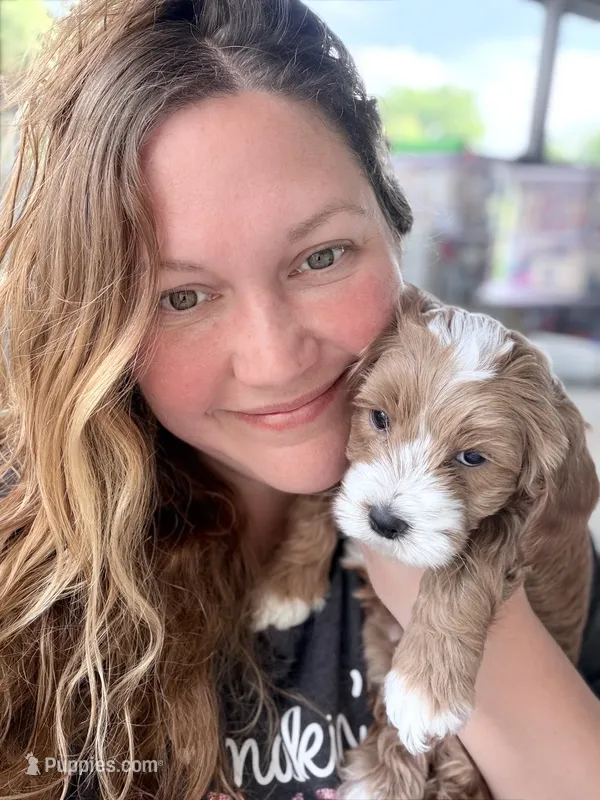 Ez-Zee Dee (Petite Goldendoodle boy) – Miniature Goldendoodle puppy for sale in Louisville, KY