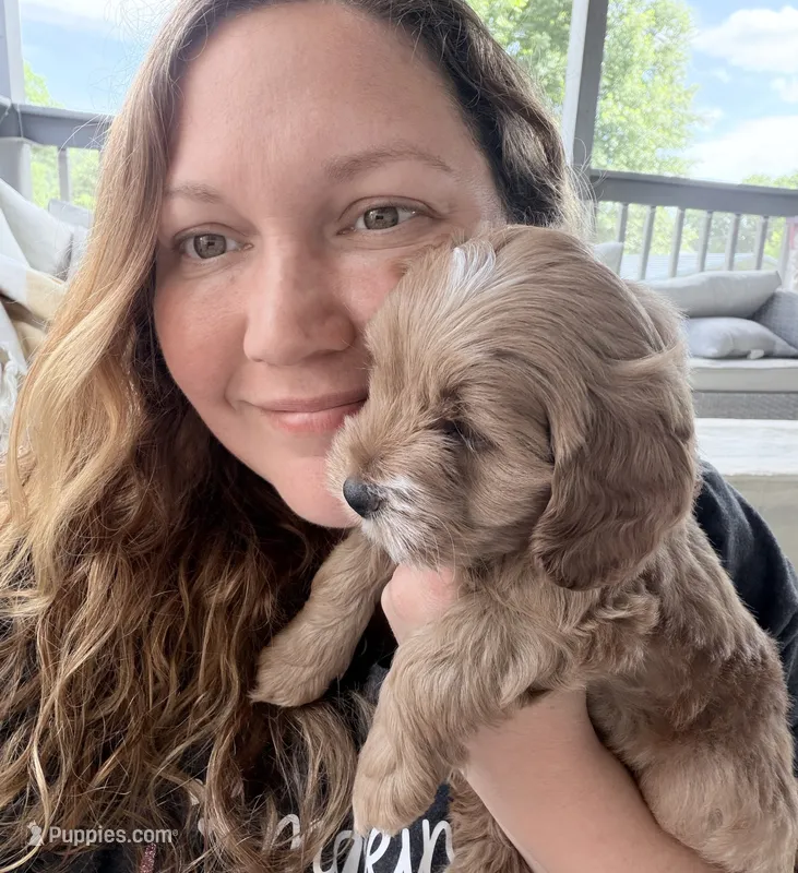 Joshi (Petite Goldendoodle Boy) – Miniature Goldendoodle puppy for sale in Louisville, KY
