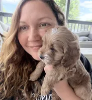 Joshi (Petite Goldendoodle Boy), a male Miniature Goldendoodle for sale in Louisville, KY – 1 of 7