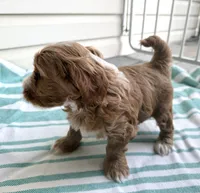 Adalee (Petite Goldendoodle Girl), a female Miniature Goldendoodle for sale in Louisville, KY – 6 of 10