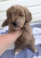 Joshi (Petite Goldendoodle Boy), a male Miniature Goldendoodle for sale in Louisville, KY – 6 of 7