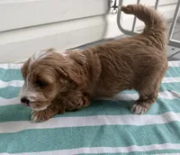 Adalee (Petite Goldendoodle Girl), a female Miniature Goldendoodle for sale in Louisville, KY – 8 of 10