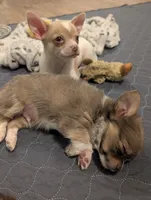 Chowder, a male Chihuahua for sale in Spartanburg, SC – 10 of 10