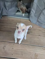 Chowder, a male Chihuahua for sale in Spartanburg, SC – 2 of 10