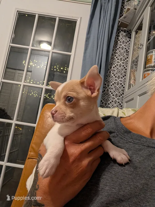 Chowder – Chihuahua puppy for sale in Spartanburg, SC