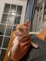 Chowder, a male Chihuahua for sale in Spartanburg, SC – 1 of 10