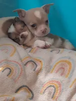 Chowder, a male Chihuahua for sale in Spartanburg, SC – 7 of 10