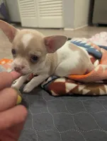 Chowder, a male Chihuahua for sale in Spartanburg, SC – 9 of 10