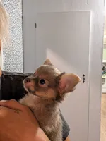 Scout, a male Chihuahua for sale in Spartanburg, SC – 2 of 10
