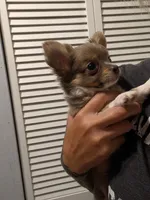 Scout, a male Chihuahua for sale in Spartanburg, SC – 5 of 10