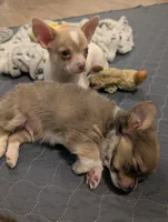 Scout, a male Chihuahua for sale in Spartanburg, SC – 9 of 10