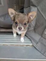 Scout, a male Chihuahua for sale in Spartanburg, SC – 3 of 10