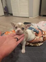 Chowder, a male Chihuahua for sale in Spartanburg, SC – 3 of 10