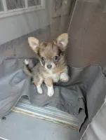 Scout, a male Chihuahua for sale in Spartanburg, SC – 6 of 10