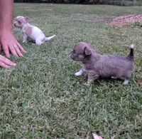 Scout, a male Chihuahua for sale in Spartanburg, SC – 7 of 10